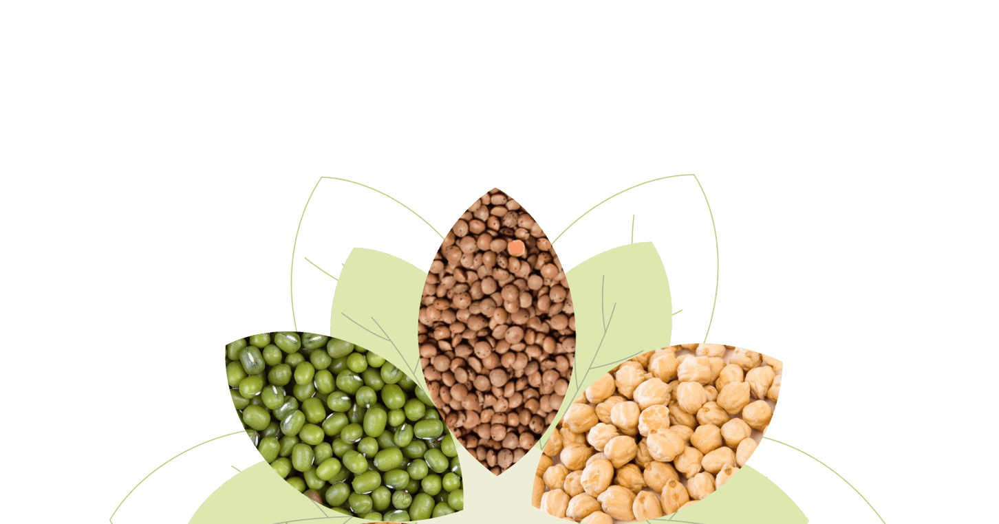 Arya Pulses Australia