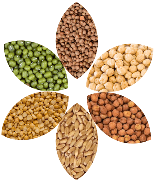 Arya Pulses Australia